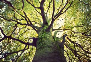 Aprende a escuchar a los árboles: un recordatorio de Hermann Hesse.