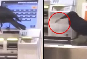 Cuervo roba tarjeta de crédito y trata de comprar un boleto de tren (Video).