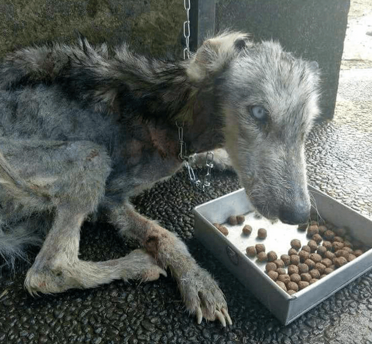 rescate perrita husky transformacion increible perros adoptados