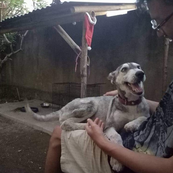 rescate perro husky transformacion increible perros adoptados