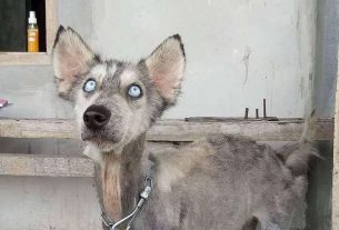 Una perrita Husky abandonada se aferró a la vida y ahora luce así (Fotos).