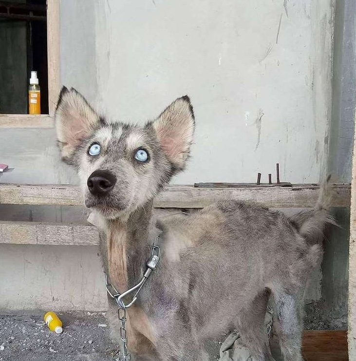 Una perrita Husky abandonada se aferró a la vida y ahora luce así (Fotos).