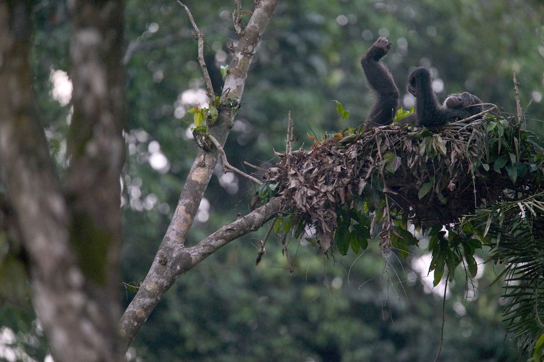vida de los chimpances como duermen naturaleza