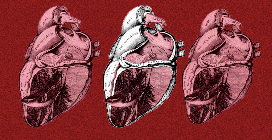 Nueva investigación confirma que el corazón tiene mente propia